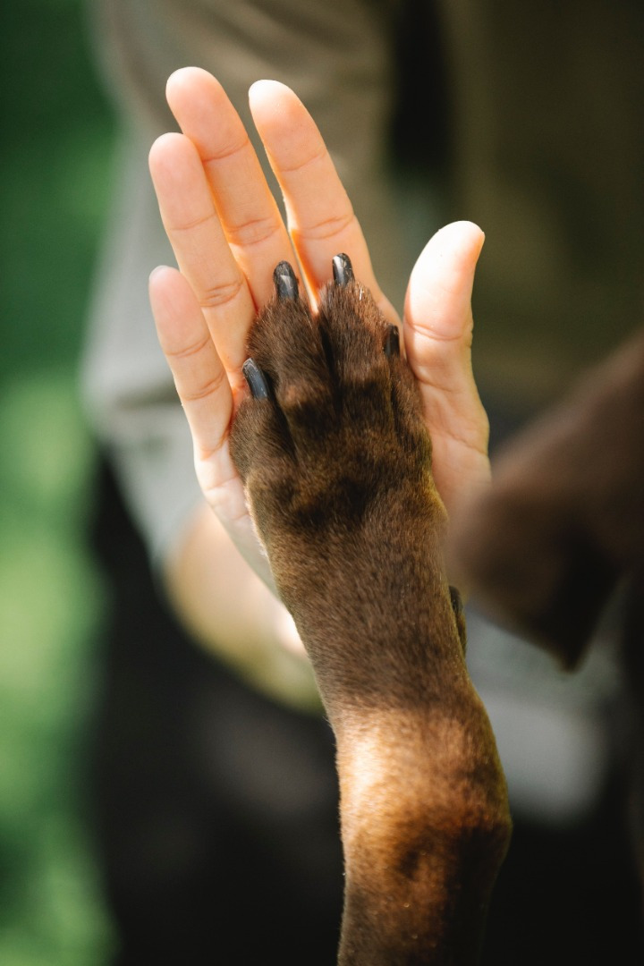 Hundesalon Landau