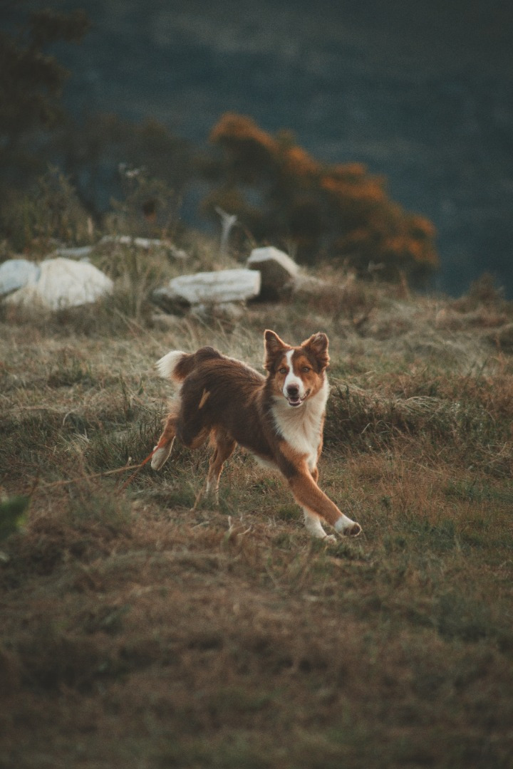 Hundesalon Landau